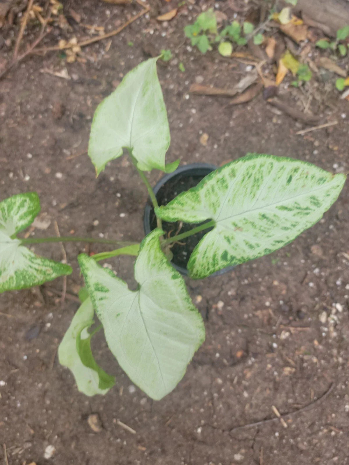 Syngonium Plant 8 oz Pot Variegated Green & White Syngonium podophyllum Indoor Houseplant