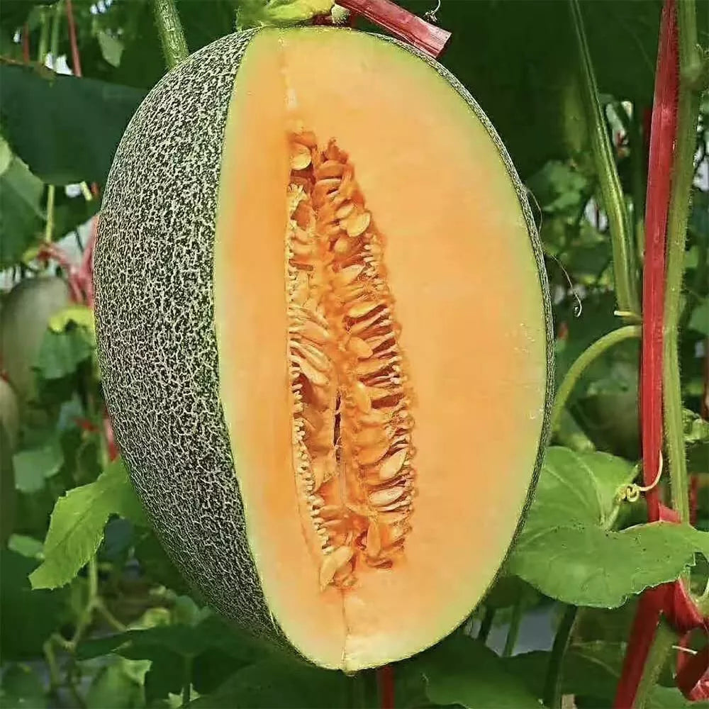 Cantaloupe Seeds 200+ Pack Non-GMO Cucumis melo Vine Fruit for Home Garden