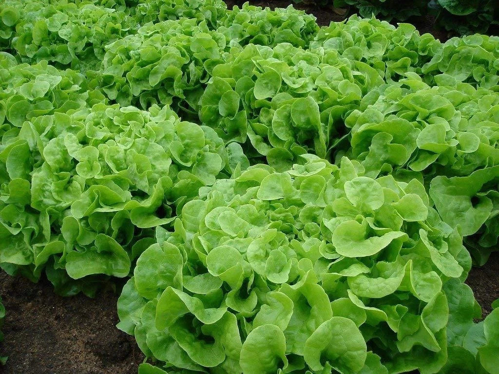 Oakleaf Lettuce Seeds - 500+ Heirloom Organic Non-GMO - Lactuca sativa - Fast-Growing Salad Greens for Home Gardens