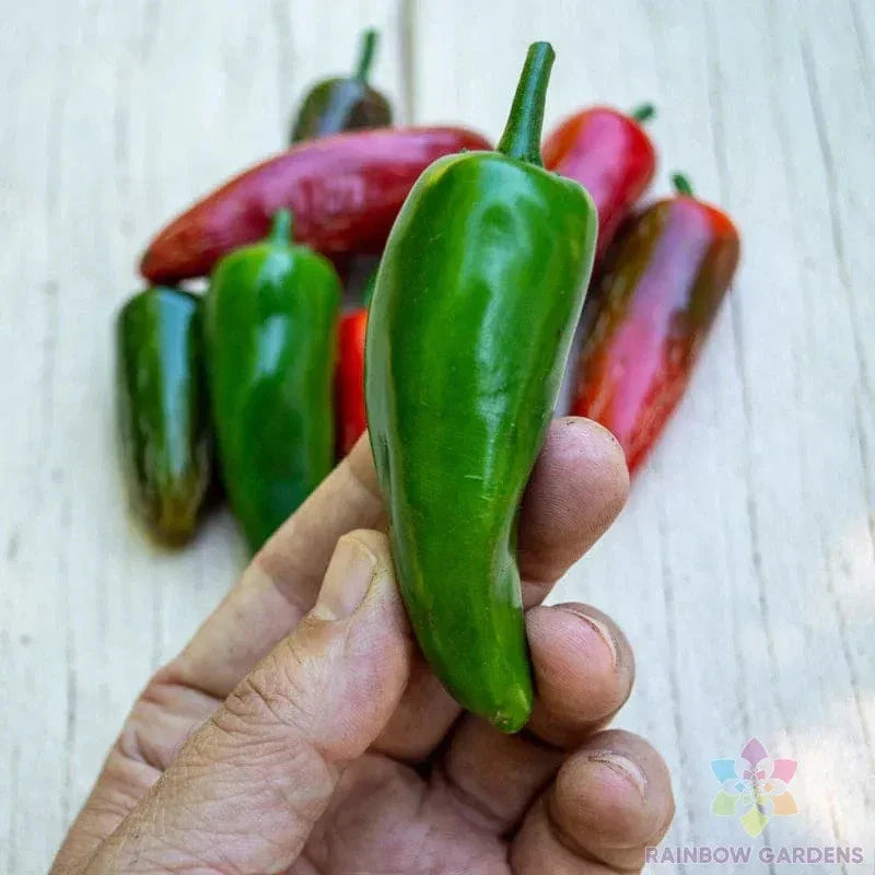 Pot-a-Peno Hot Pepper Seeds - 25+ Pack - Capsicum annuum - USA Grown, Non-GMO for Container Gardening
