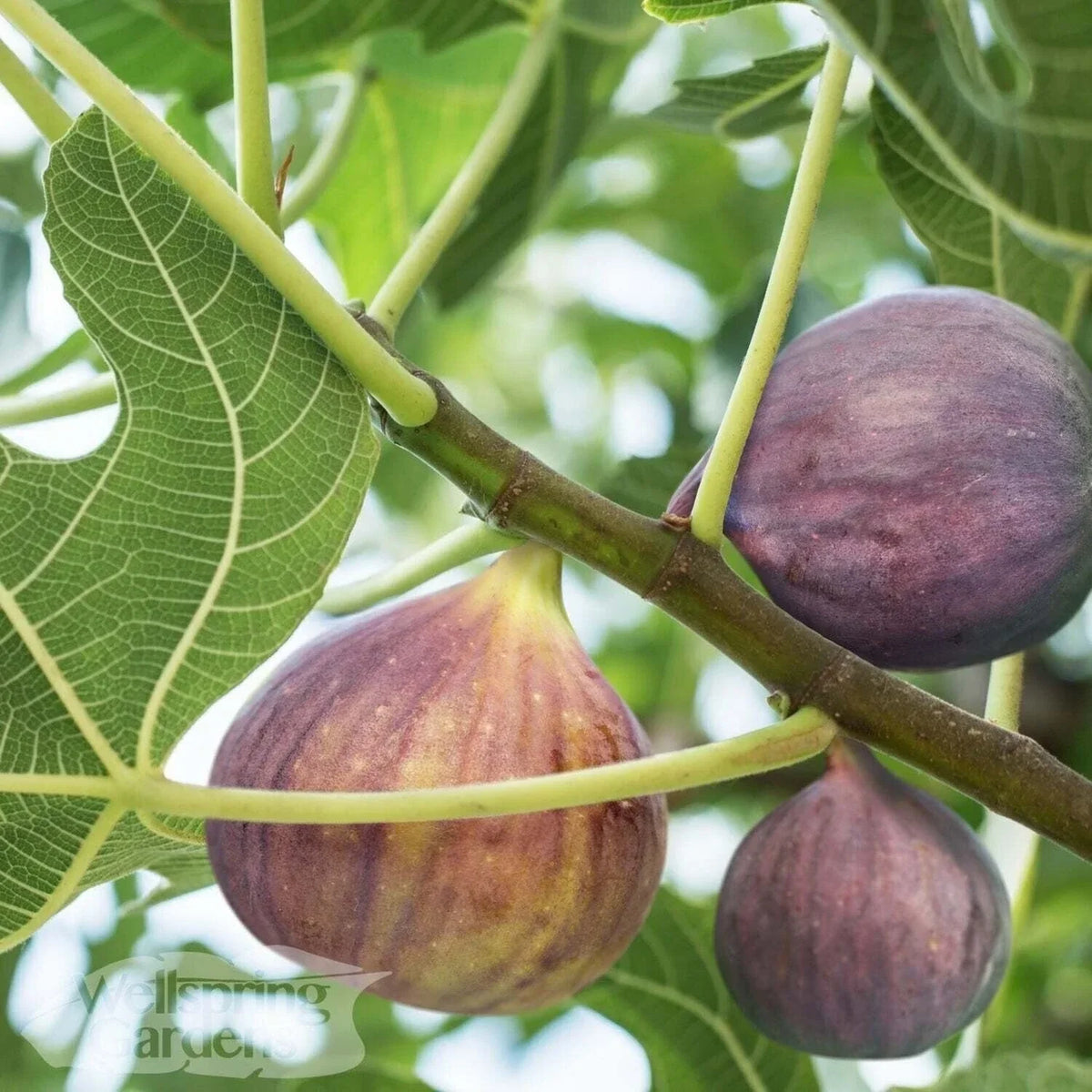 Olympian Fig Live Plant - 3-Inch Pot - Ficus carica - Lush Green Leaves for Home Garden Decor