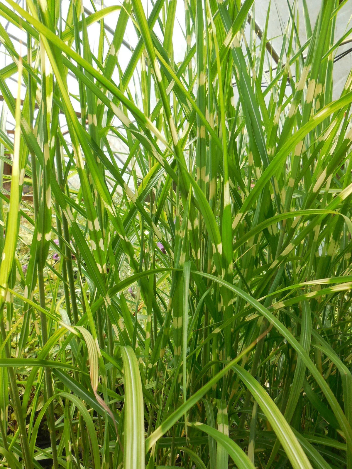 Porcupine Grass Potted Live Clumps - Miscanthus sinensis 'Strictus' - Ornamental Grass for Landscaping and Borders