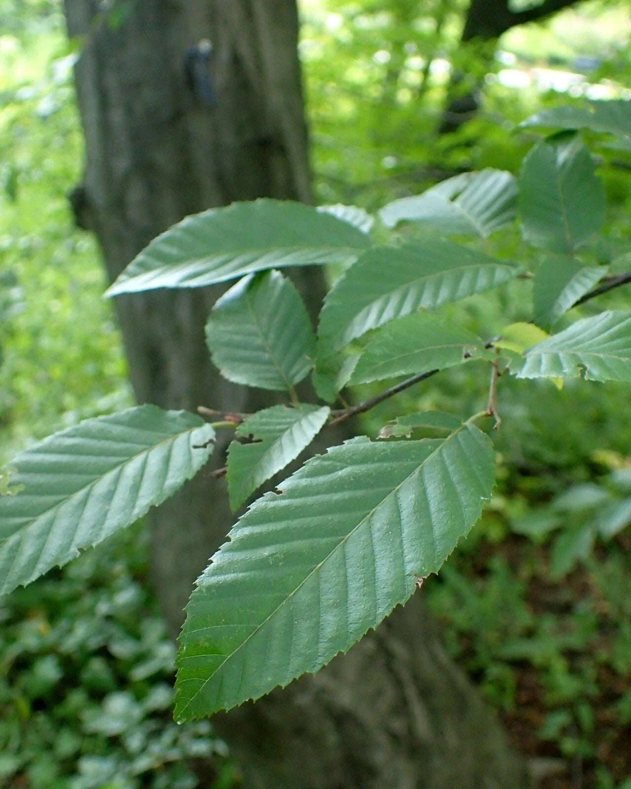 American Hornbeam Seeds, 20 Count, Ironwood, Carpinus caroliniana, Native Tree Seeds, Hardy Landscaping Plants