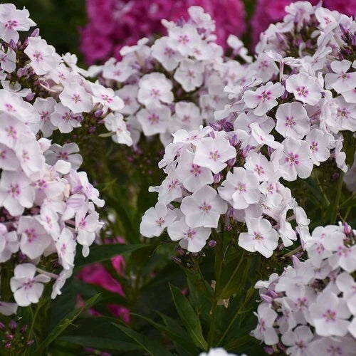Party Girl Phlox Seeds - 100+ Pack - Vibrant Flowering Perennial - Phlox paniculata - Butterfly Attracting Garden Seeds
