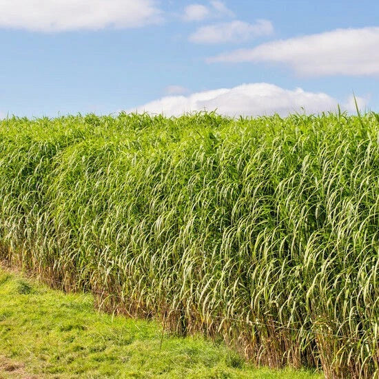 Switchgrass Seeds - 1000+ Count - Native Perennial Ornamental - Panicum virgatum - Fast Growing, Drought-Tolerant Garden Grass