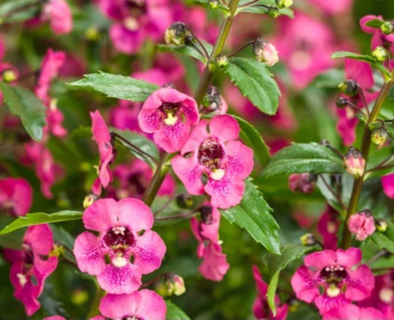 Angelonia Plant - Bare Root - Pink Archangel - Vibrant Flowers - Angelonia angustifolia - Summer Perennial - 3 Roots