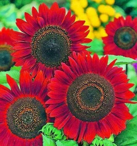 Red Sunflower Seeds 20 Count, Non-GMO, Bright Red Blooms, Helianthus annuus, Garden Flowers for Planting
