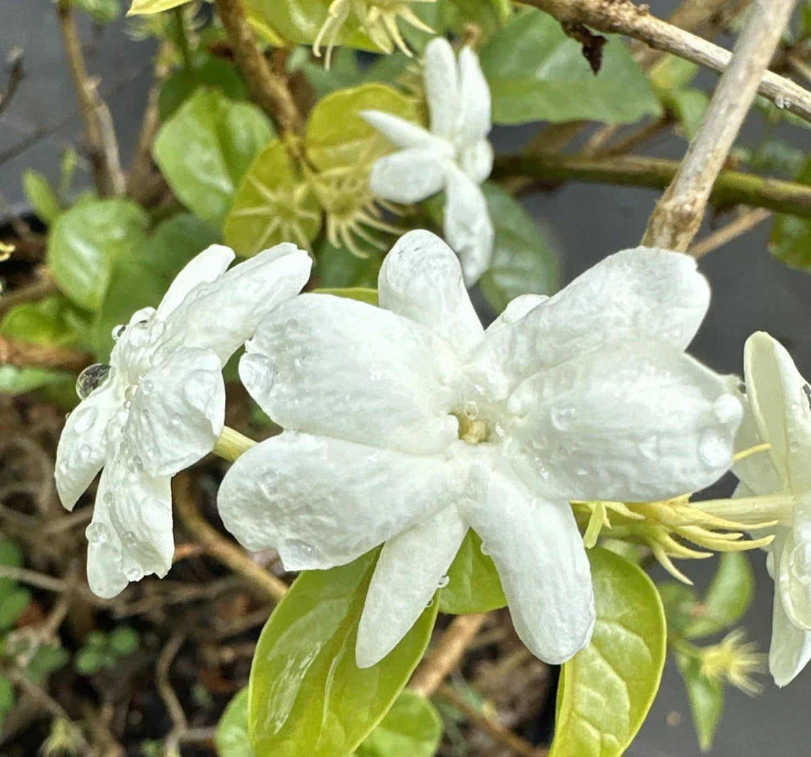 Jasmine Sambac Live Plants 2-Pack, 5" Tall Maid of Orleans, Fragrant Flowering Evergreen, Jasminum sambac