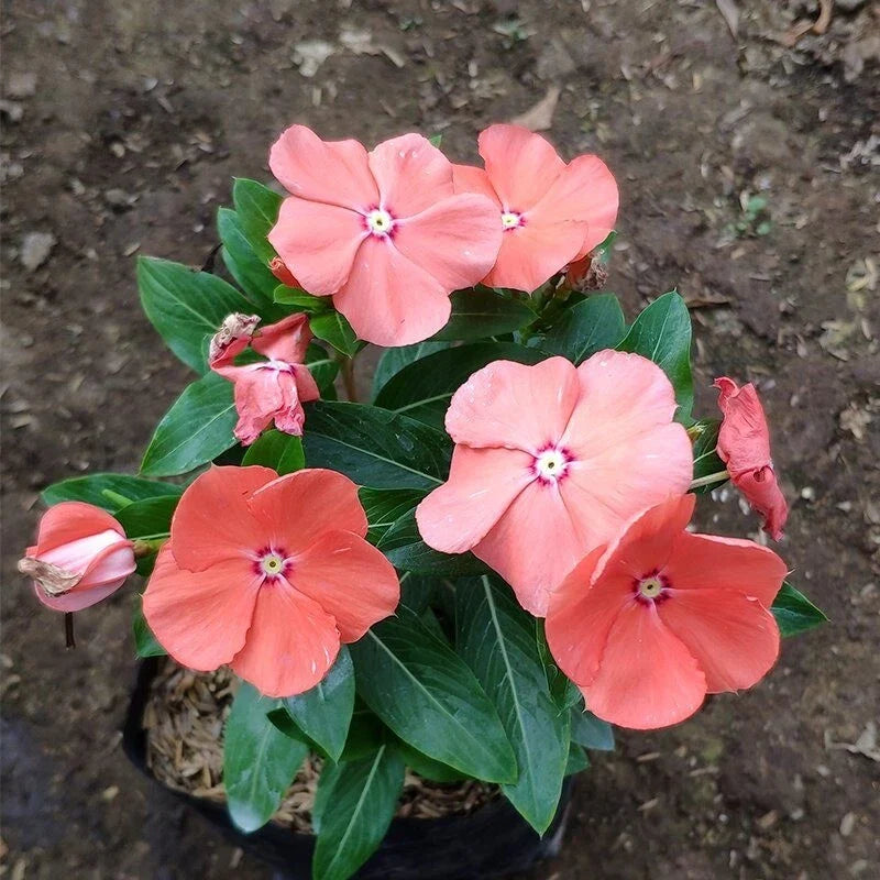 Vinca Seeds 1000 Count Sunsplash Peach GL Catharanthus roseus Non-GMO Flowering Garden Plants for Sunny Areas