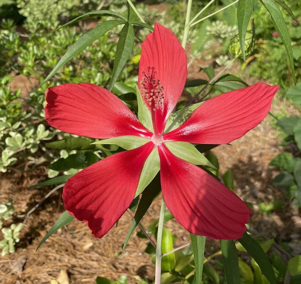 Scarlet Rosemallow Seeds - 20 Seeds, Texas Star, Red Flowers, Perennial, Hibiscus coccineus for Garden Planting