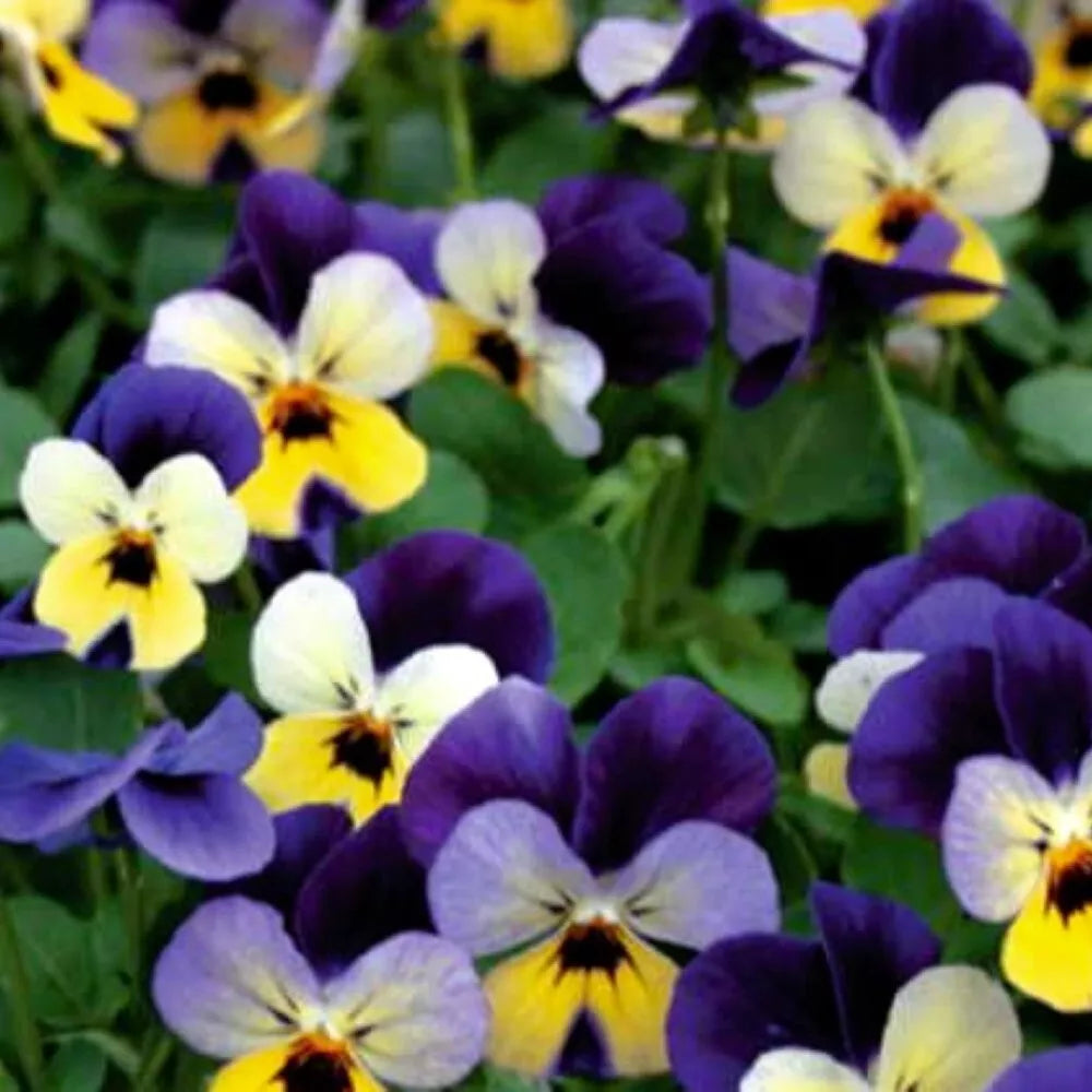 Johnny Jump Up Viola Seeds | NON-GMO Heirloom | Purple & Yellow Blooms | Viola tricolor | Fresh Flower Seeds