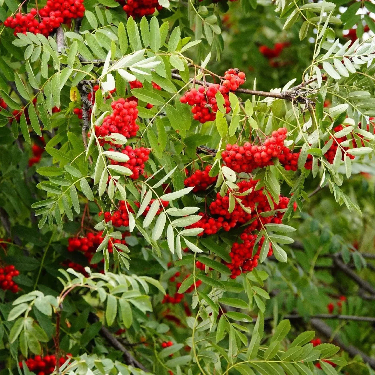 European Mountain Ash Seeds - 50 Pack - Sorbus Aucuparia - Dwarf Shrub - Wildlife Friendly Garden Plant