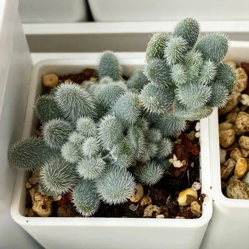Succulent Seeds 100PCs Fuzzy Stonecrop Sedum mocinianum - Drought-Tolerant Indoor/Outdoor Plant with Attractive Leaves