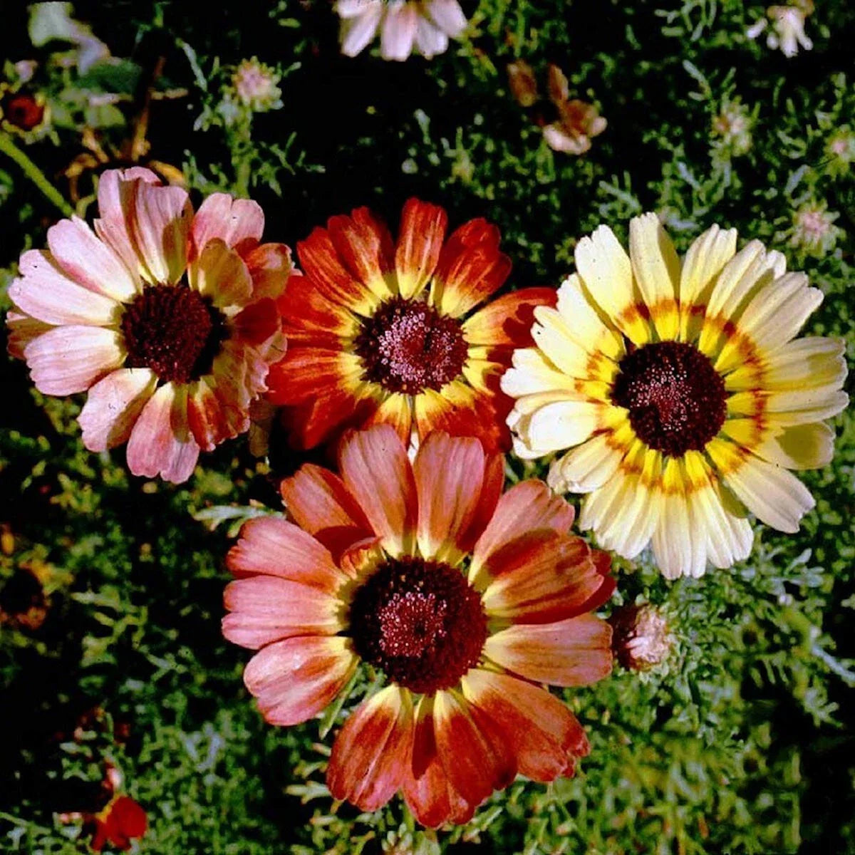 Painted Daisy Wildflower Seeds 1/4 lb Mylar Packet Leucanthemum superbum Non-GMO Garden Seeds for Colorful Blooms