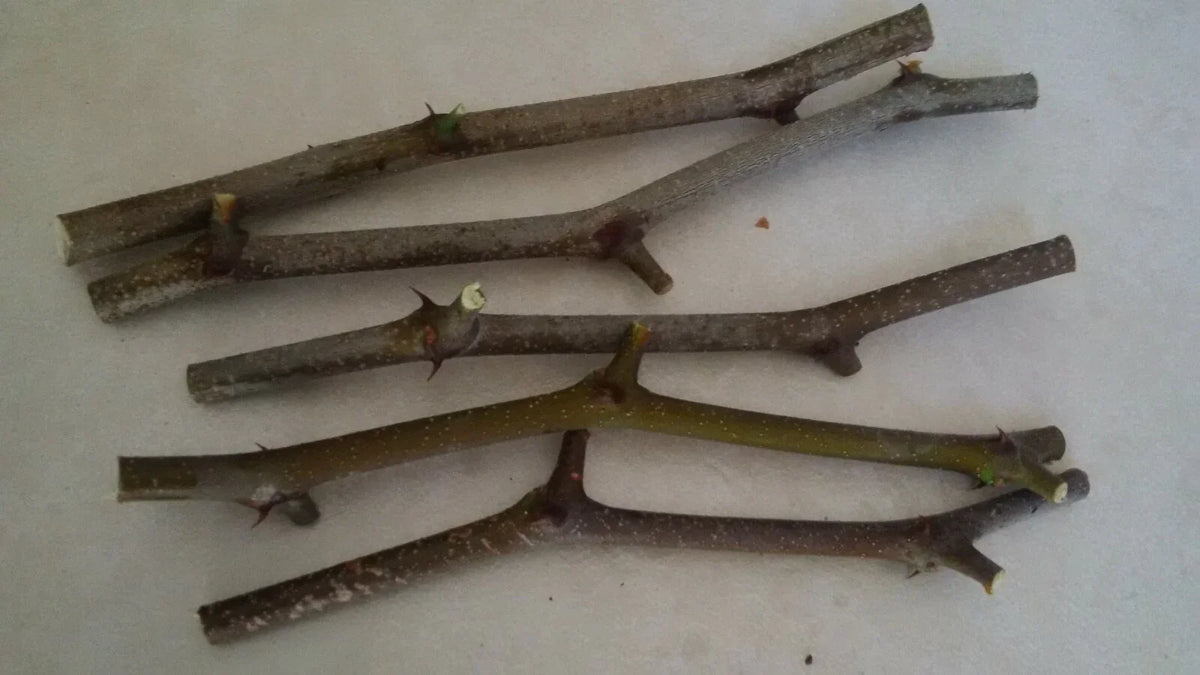 Jujube Tree Cuttings 5 Pcs Georgia 866 & Lang Variety Ziziphus jujuba - Ideal for Home Gardening and Orchards