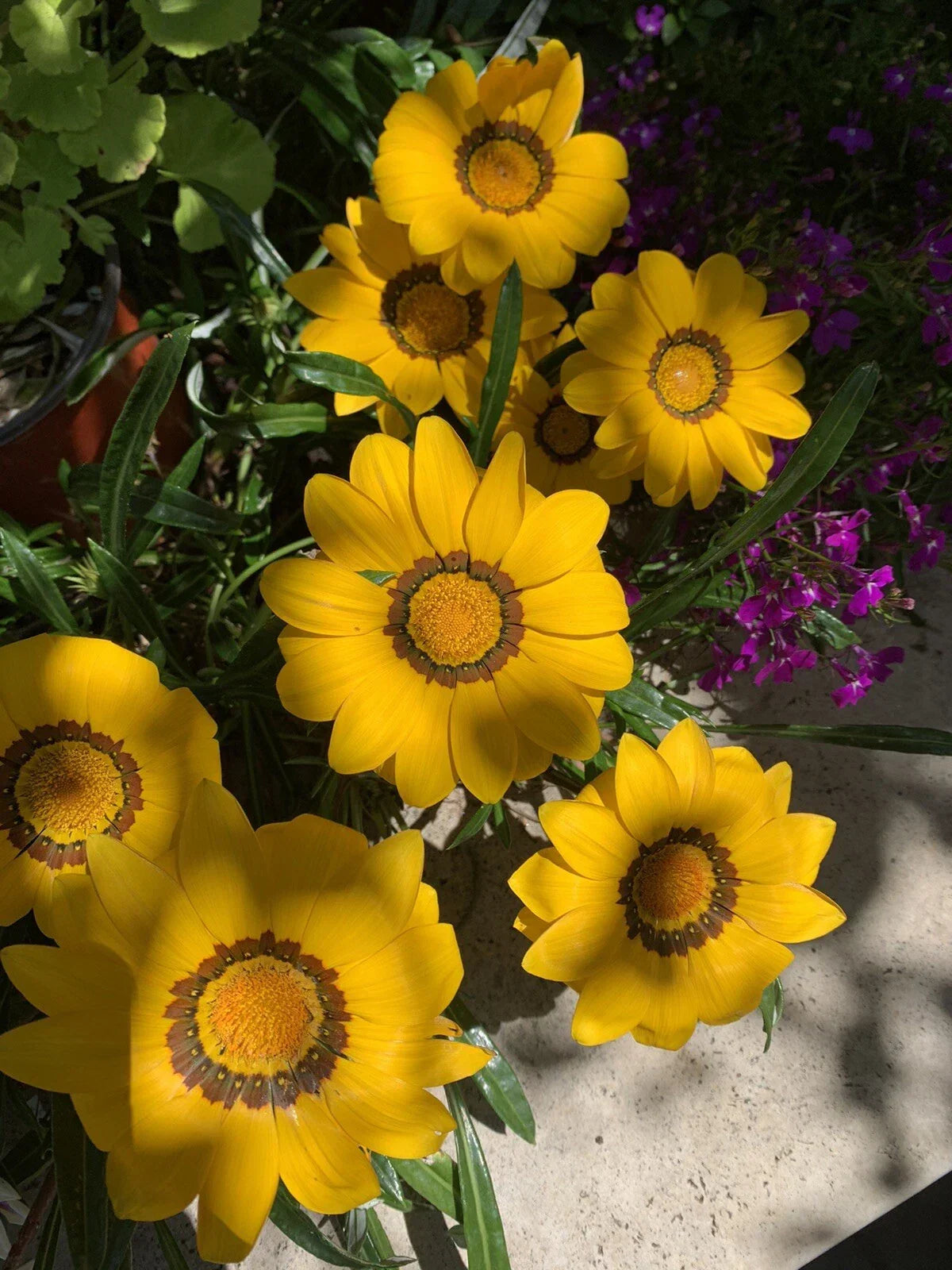 Gazania Rigens Starter Plant - Vibrant Yellow Flowers - Hardy Perennial Ground Cover - Treasure Flower