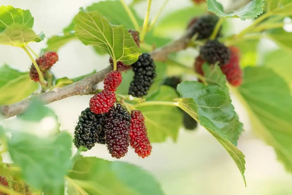 Organic Heirloom Fruit Seeds for Planting - Assorted Varieties (Cucumis sativus, Solanum lycopersicum, Fragaria × ananassa)