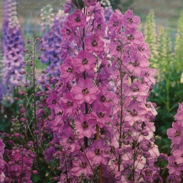 Delphinium Seeds 50 Count Pacific Giant Series 'Astolat' Coral Flowers Delphinium elatum