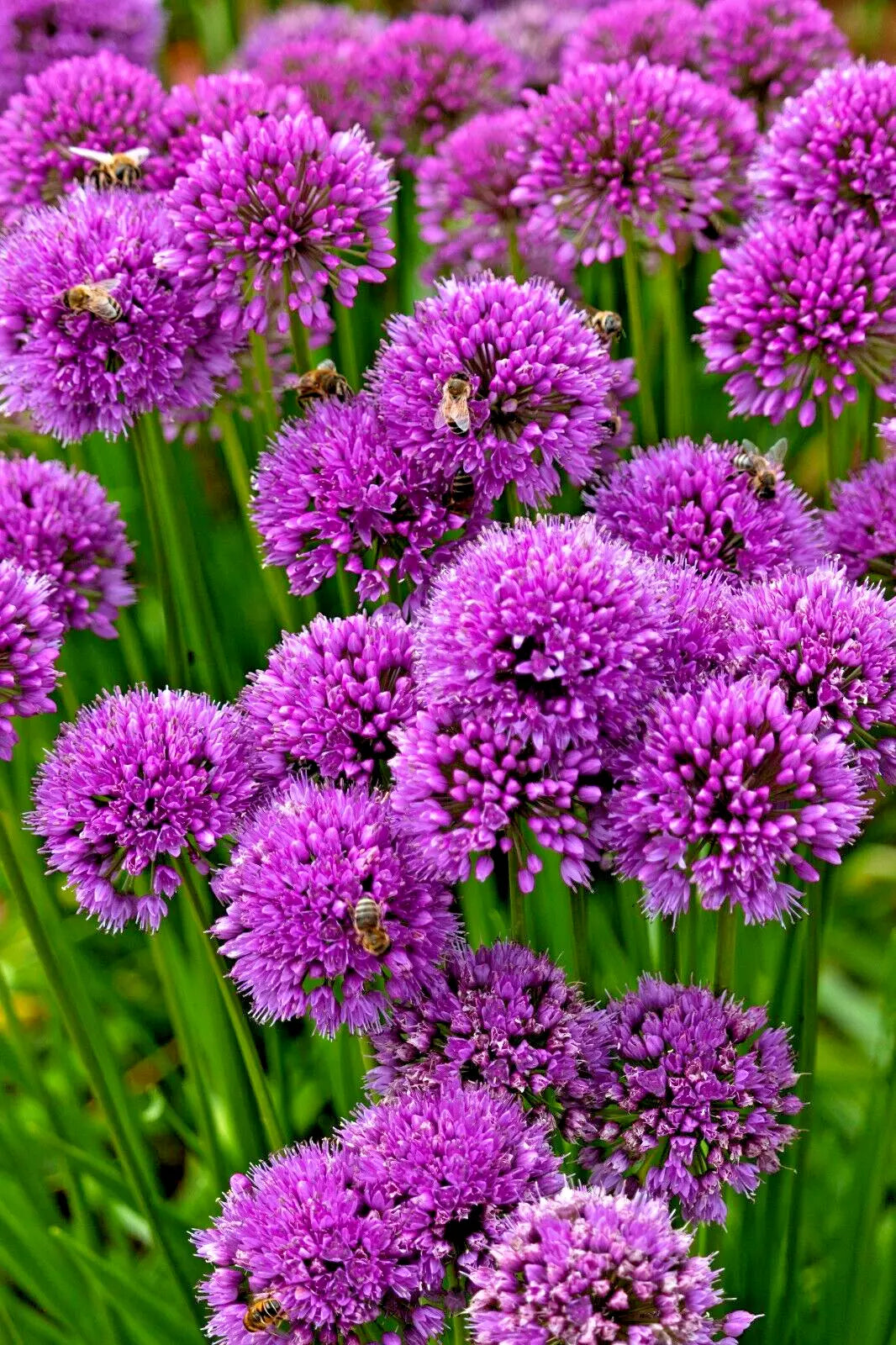 Allium Millennium Seeds - 200 Count, Lavender Flowers, Hardy Ornamental Onion, Allium 'Millennium'