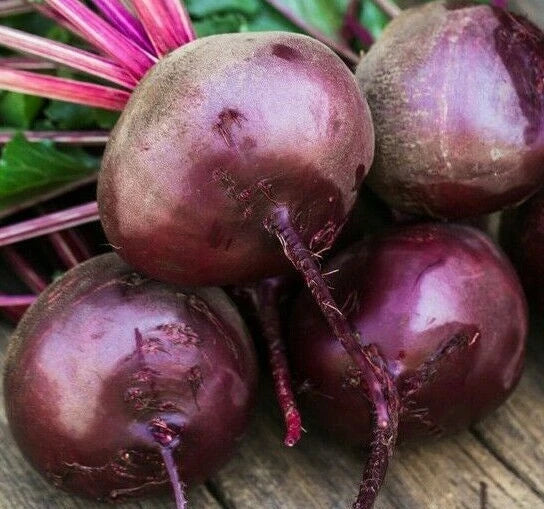 Early Wonder Beet Seeds - 100+ Organic Heirloom Seeds, Non-GMO, Beta vulgaris for Survival Garden, Fast-Growing Vegetable Seeds
