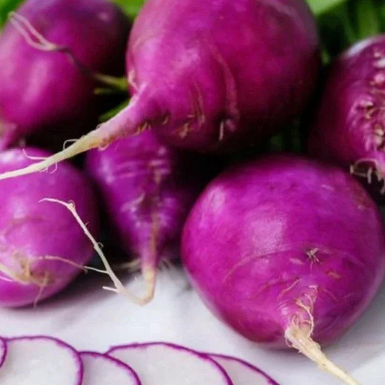 Mixed Radish Seeds - 200+ Seeds - Gourmet Blend - Raphanus sativus - Non-GMO, Fast Germination for Home Gardens