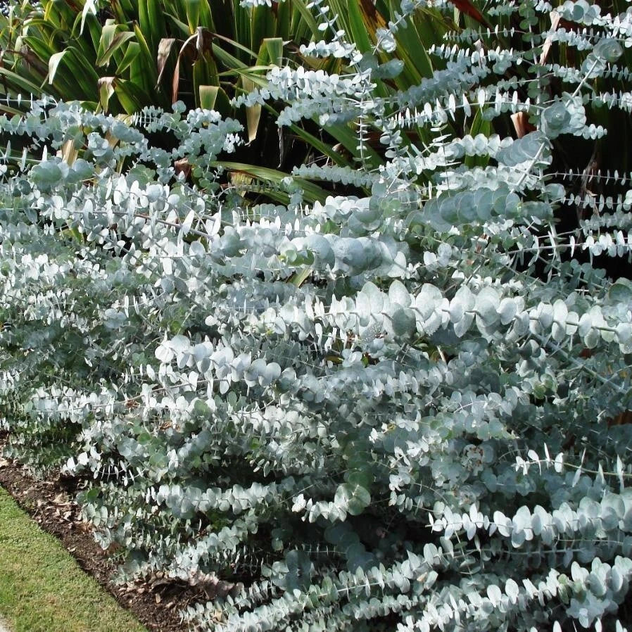 50 Baby Blue Eucalyptus Seeds | Perennial Flower Seeds | Eucalyptus pulverulenta | US Seller for Easy Gardening