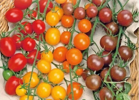 Multi-Color Cherry Tomato Seeds - 50 Pack Rainbow Medley - Solanum lycopersicum - Easy Vegetable Garden Fruit