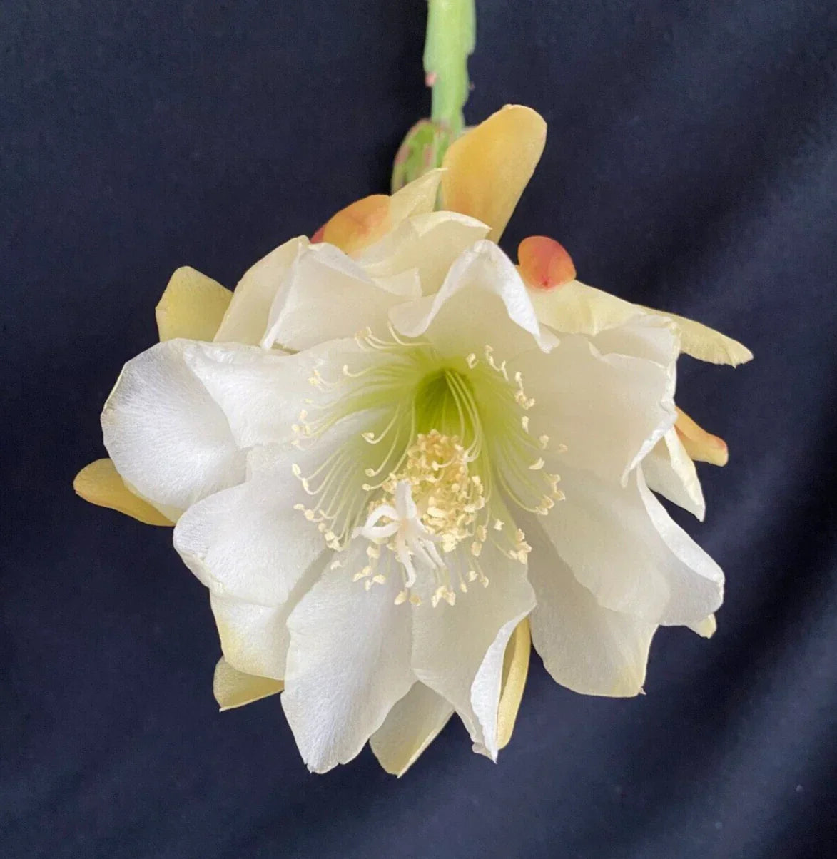 Orchid Cactus 3" Pot - Yellow & White Epiphyllum Rooted Plant - Low Maintenance Indoor/Outdoor Blooms