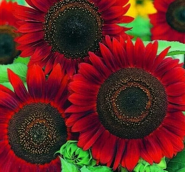 Red Sun Sunflower Seeds - 30+ Annual Flowers, Attracts Bees & Birds, Helianthus annuus