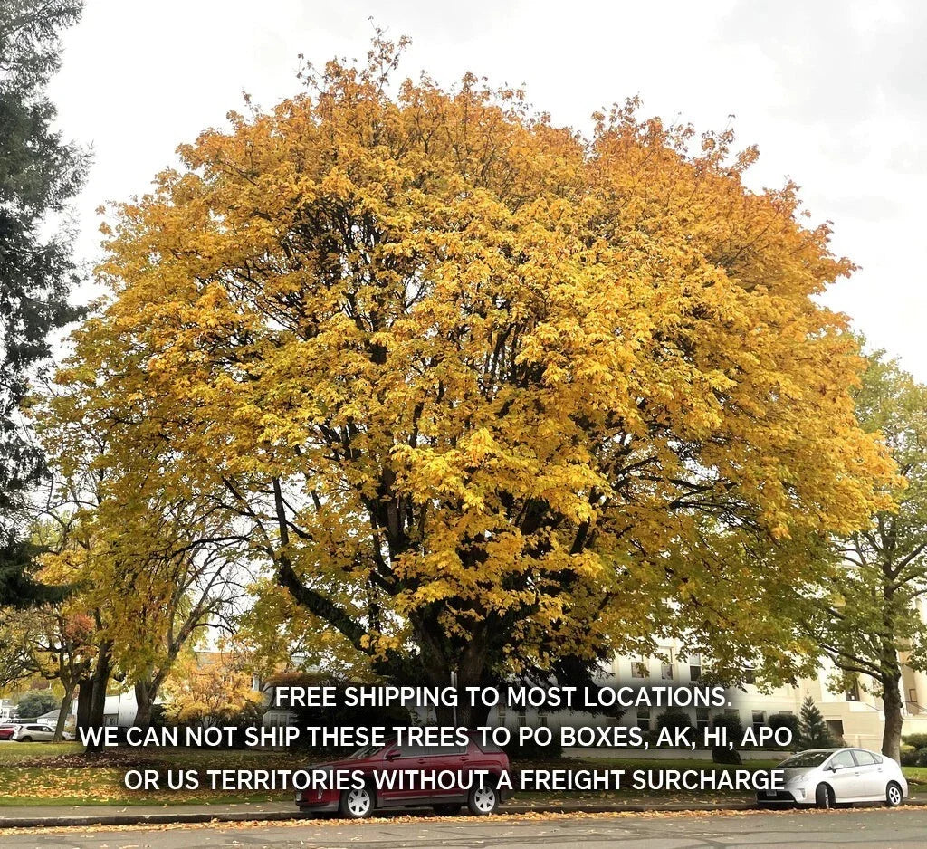 Big Leaf Maple Seedlings 12-24" Bare Root Acer Macrophyllum - Lush Foliage, Fast Growth, Ideal for Gardens & Landscapes