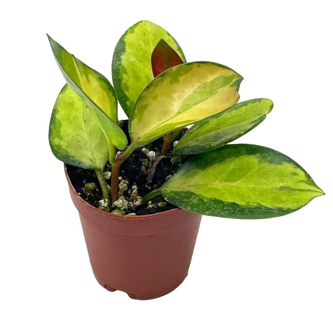 Variegated Hoya Australis Plant - 2 Inch Pot, Live Rooted Succulent, Hoya australis variegata, Indoor Houseplant