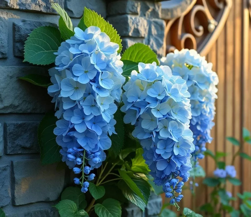 Blue Weeping Wisteria Vine Seedling - 1 Year - Blue Flowers - Wisteria floribunda - Perfect for Trellises & Arbors