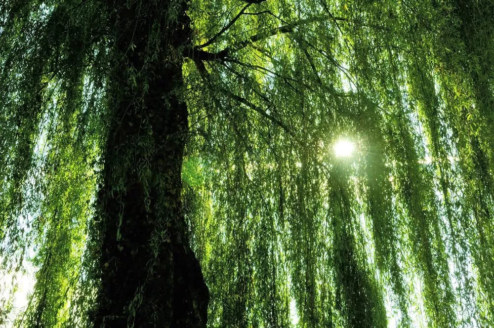 Weeping Willow Tree Live Plant - Fast Growing Arching Canopy - Salix babylonica - Ideal for Gardens and Water Features