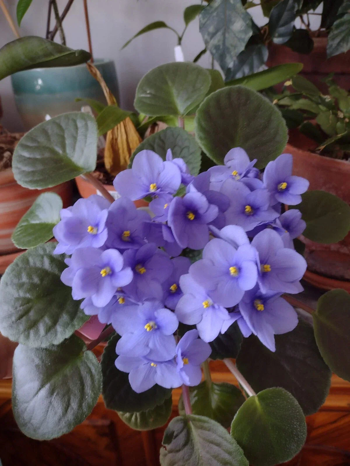 African Violet Cuttings - 2 Fresh Unrooted Leaves - Optimara Manitoba Standard - Saintpaulia ionantha - Perfect for Propagation