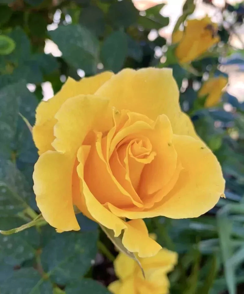 Fragrant Yellow Rose Stems - 5 Stems of Rosa 'Radiant Perfume' for Planting - Vibrant & Eco-Friendly Garden Blooms