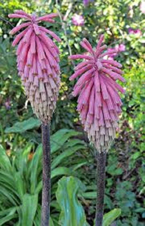 Pink South African Torch Lily Seeds - 25 Perennial Flower Seeds - Kniphofia uvaria - Vibrant Pink, Easy to Grow, US Seller