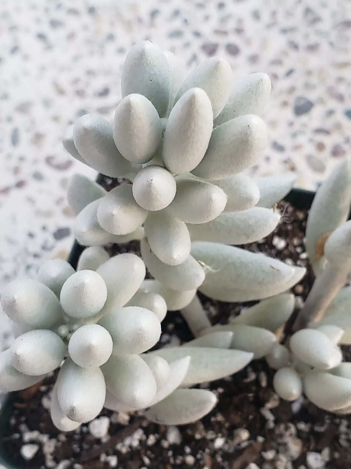 Rare Senecio Haworthii "Snow White" 4" Unrooted Cutting - Succulent Plant for Propagation - Silvery-White Foliage