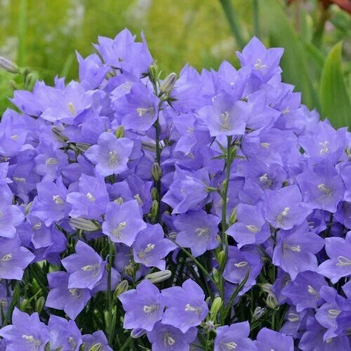 Campanula Bellflower Seeds - Vibrant Blue Perennial Plant for Garden & Cut Flowers (Campanula spp.) - Attracts Pollinators