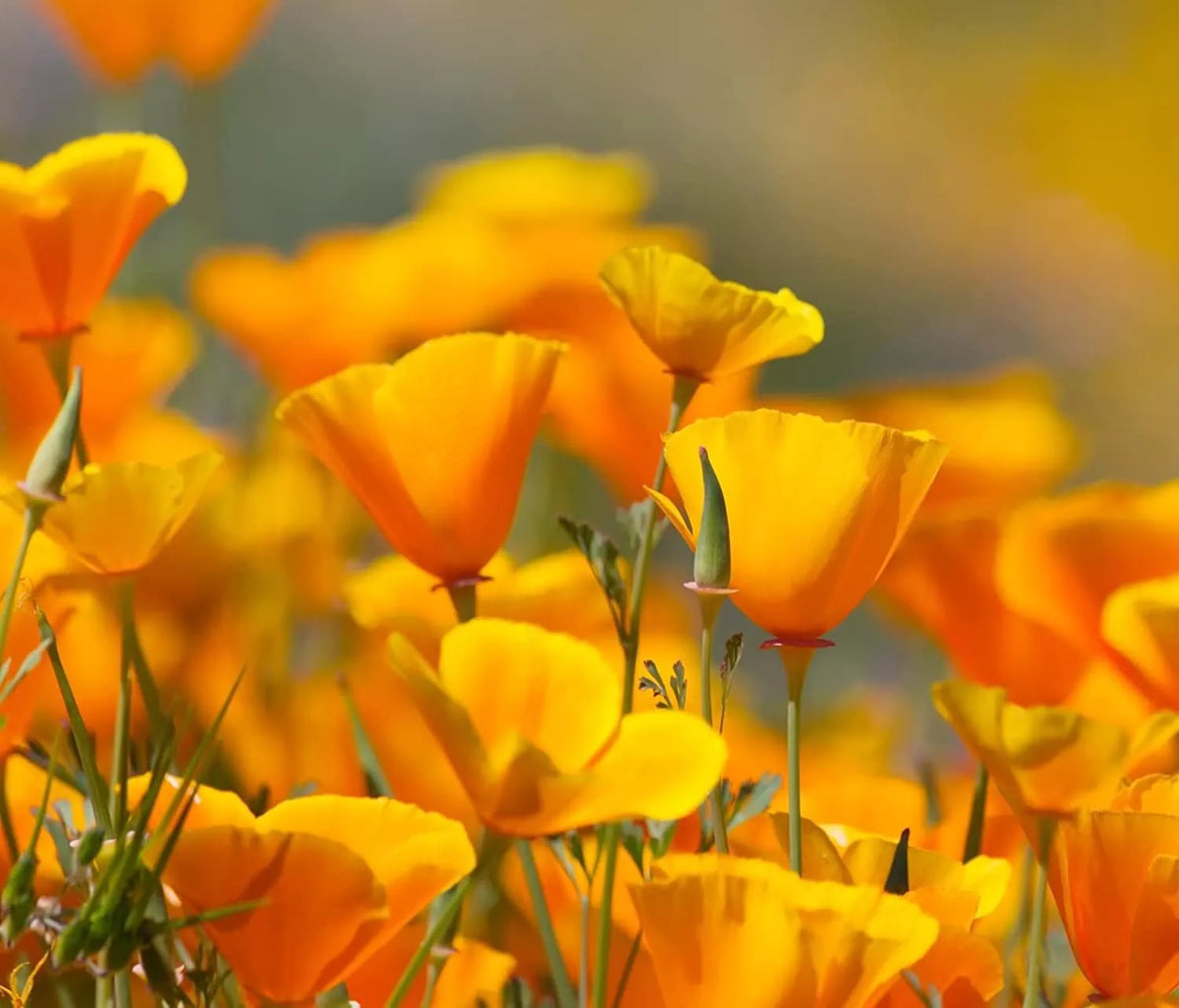 California Poppy Flower Seeds - 5,000 Count - Eschscholtzia californica - Vibrant Wildflower Seeds for Garden Planting