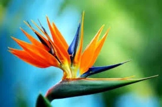 Bird of Paradise Seeds, 5 Seeds, Strelitzia Reginae, Exotic Tropical Flower, Rare Gardening Seeds