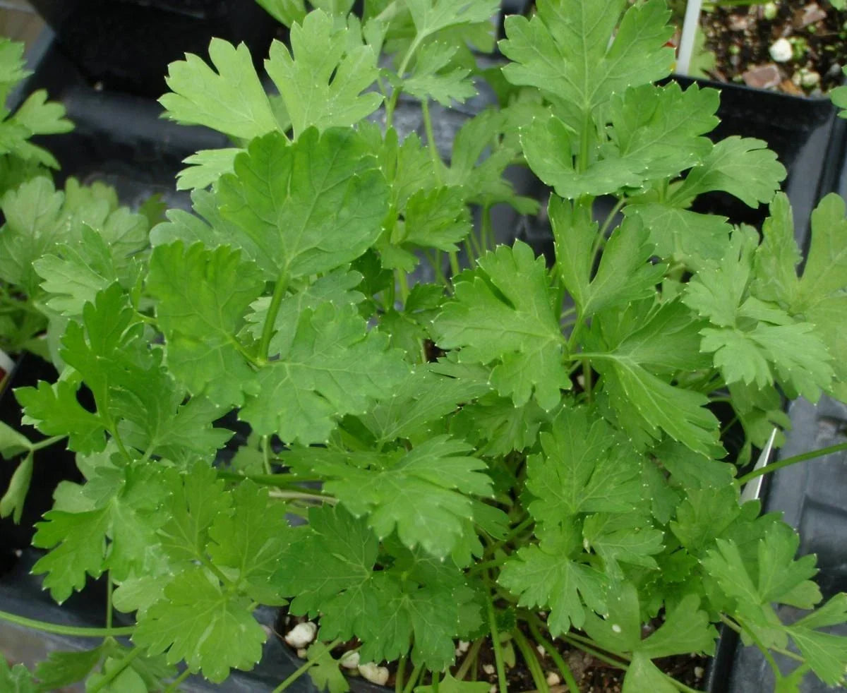 500+ Dark Green Italian Parsley Seeds - Petroselinum crispum - Fresh Culinary Herb Seed for Home Gardening
