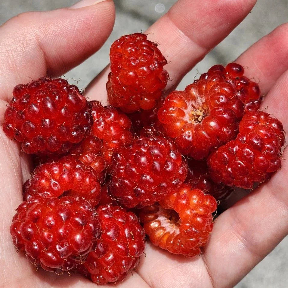 Red Raspberry Bare Root Starter Cane | Sweet Hardy Variety | Rubus idaeus