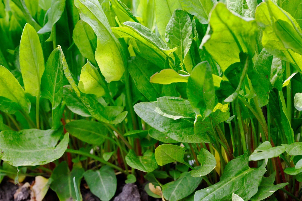 Large Leaf Sorrel Seeds - Non-GMO Heirloom, Rumex acetosa, Various Sizes for Gardening and Culinary Use