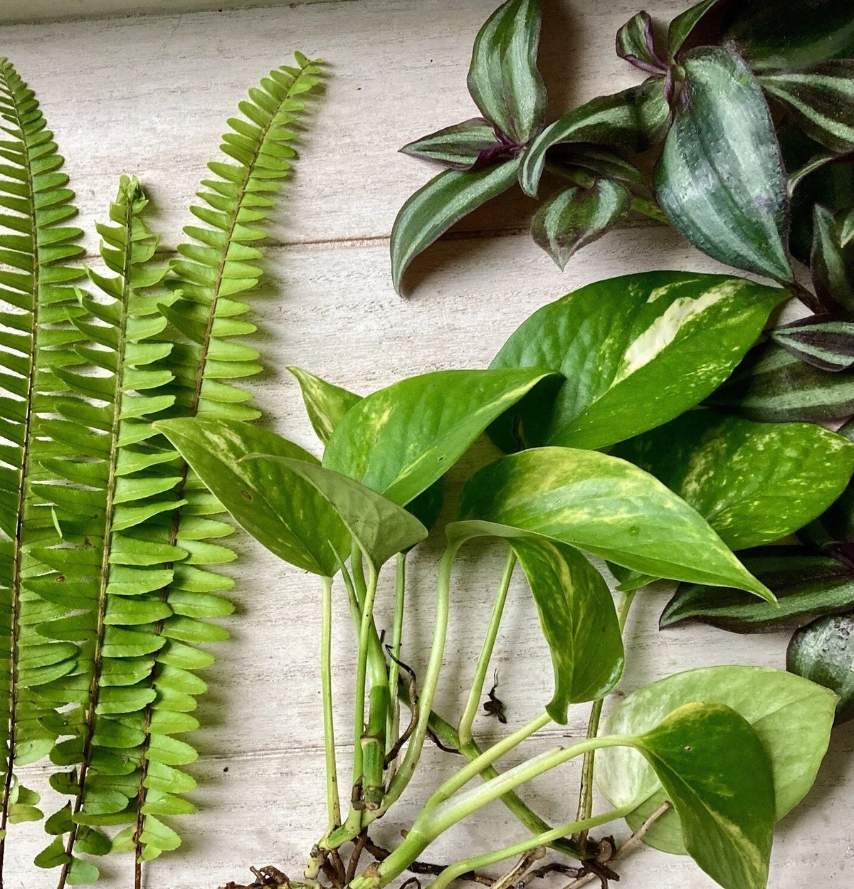 Rooted Plant Cutting Variety Pack - 15 Assorted Houseplants - Ideal for Propagation - Various Species