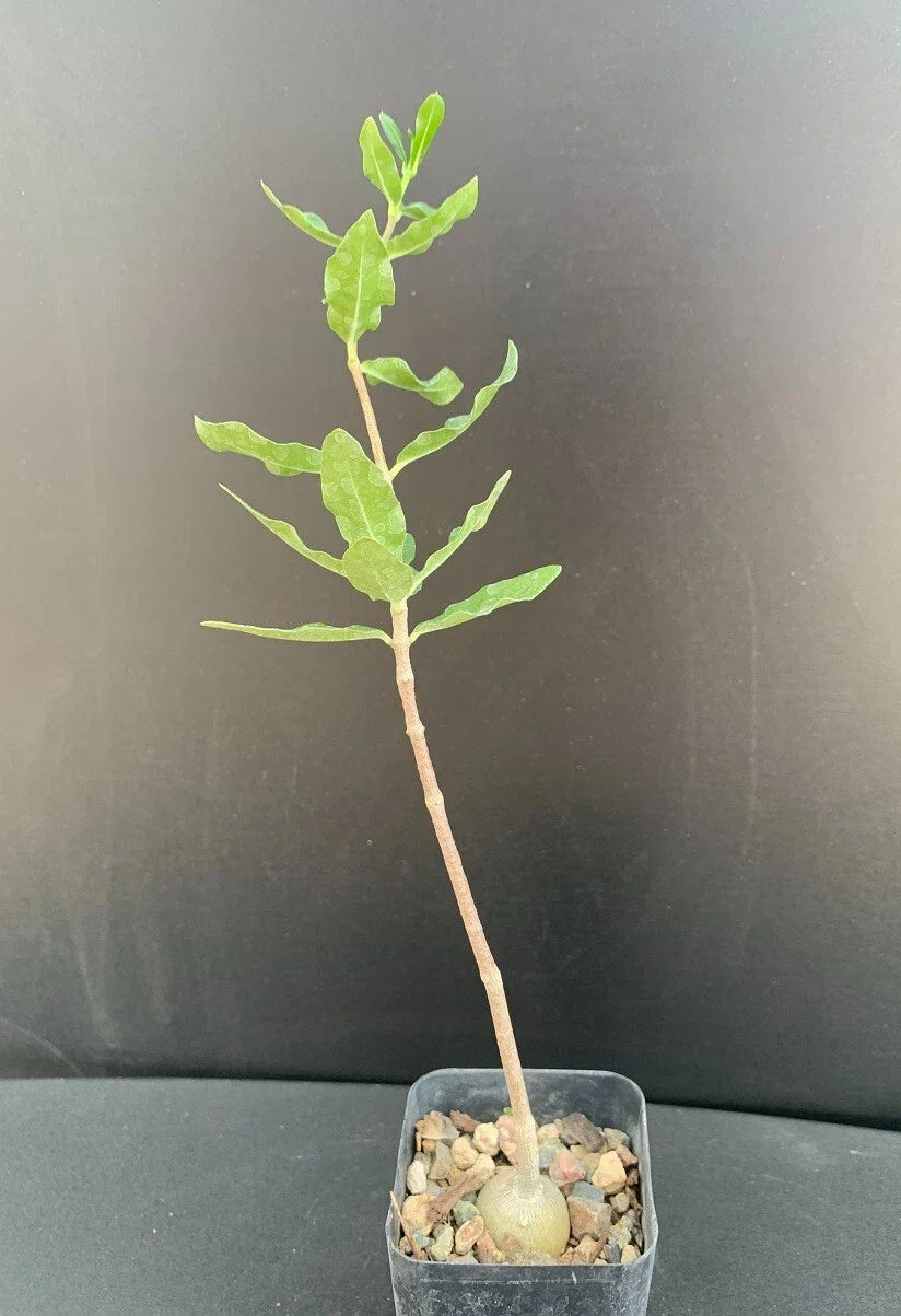 Fockea edulis Succulent in 2" Pot - Rare Well-Rooted Indoor Plant with Unique Caudex - Perfect for Collectors