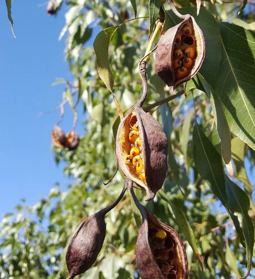 Australian Bottle Tree Seed Pods, 4 Pack, Brachychiton populneus, Seeds for Planting, Drought-Resistant, Low Maintenance