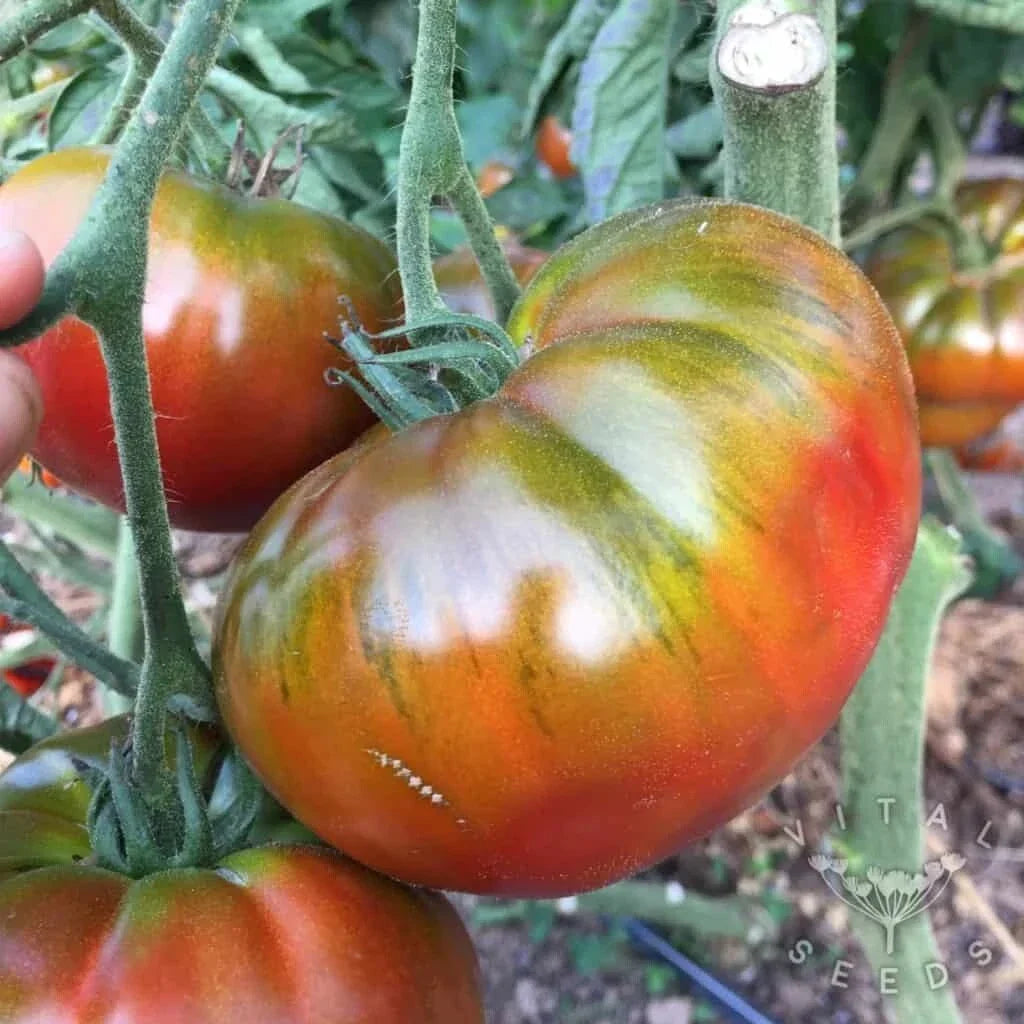 Paul Robeson Tomato Seeds - Organic Heirloom - 10+ Non-GMO - Rare Variety - Solanum lycopersicum for Home Gardens