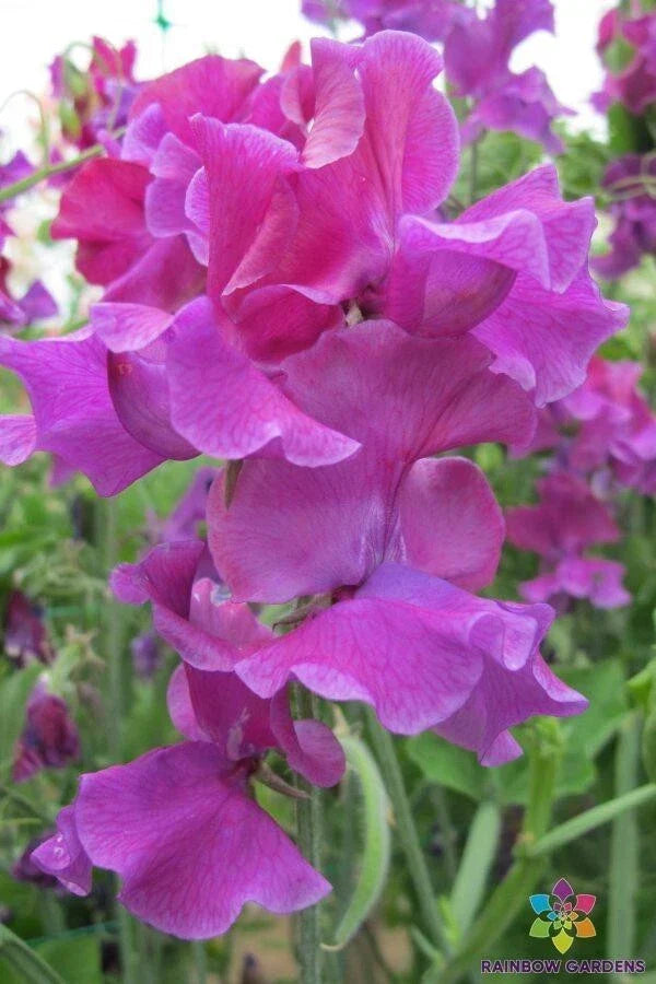 Sweet Pea Seeds Pack - 50+ Heirloom Terry Davey - Lathyrus odoratus - Fragrant Climbing Vines for Garden & Trellises