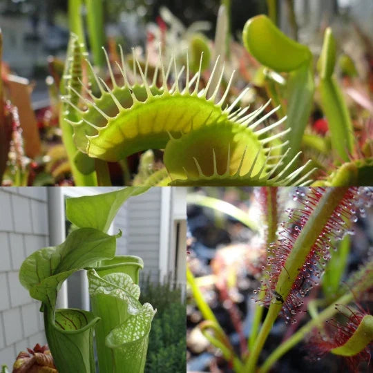 LIVE Carnivorous Plants Starter Pack - Sundew, Sarracenia, Flytrap - Drosera, Sarracenia, Dionaea Muscipula - Unique Garden Collection