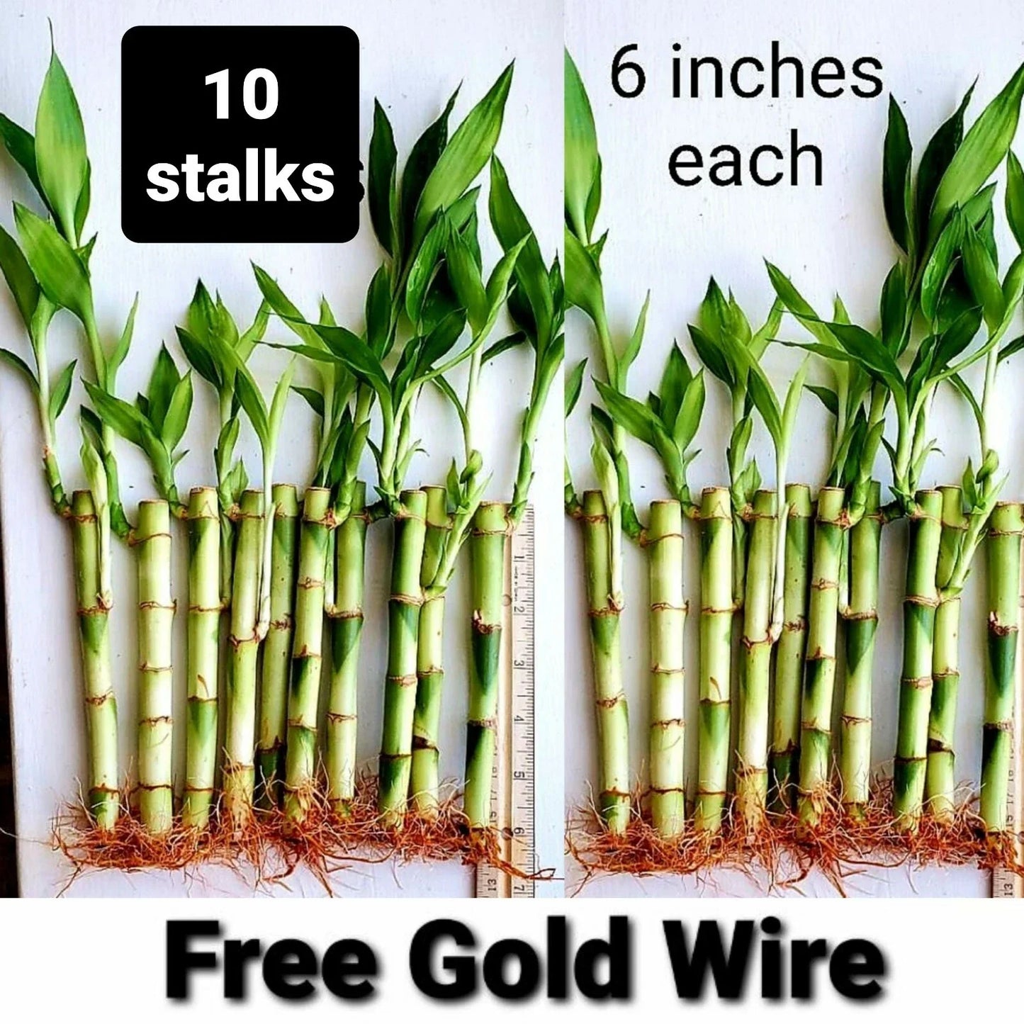 Lucky Bamboo Plants 6 Inches - 10 Pack Indoor Feng Shui Dracaena sanderiana - Includes FREE Gold Wire for Decoration